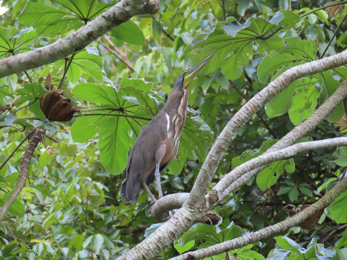 Bare-throated Tiger-Heron - ML641972209