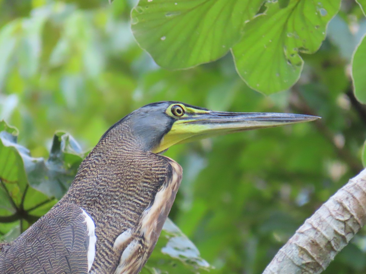 Bare-throated Tiger-Heron - ML641972211