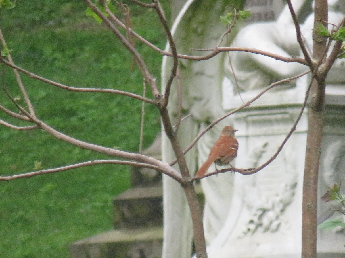 Brown Thrasher - ML641972214