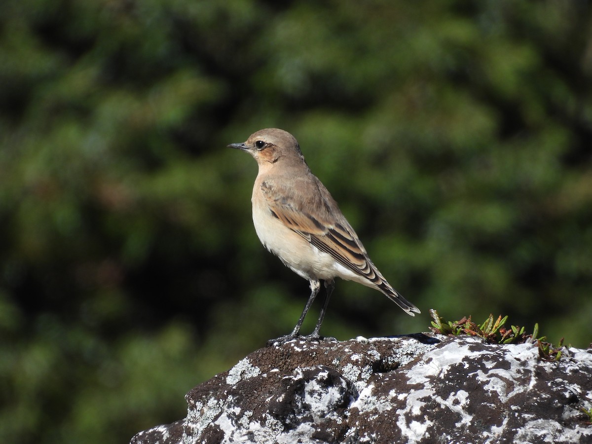 Northern Wheatear - ML641972216