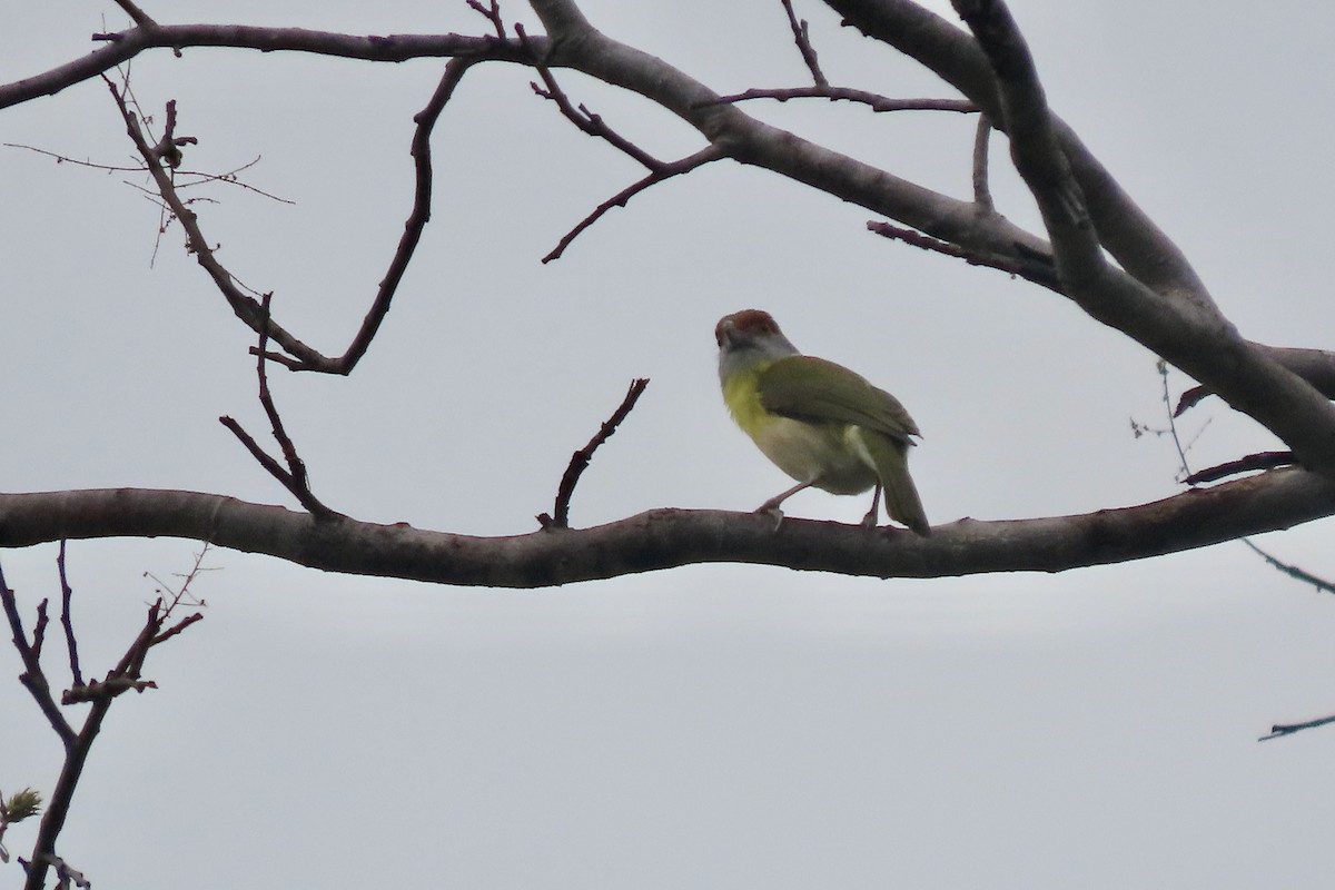 Rufous-browed Peppershrike - ML641972233