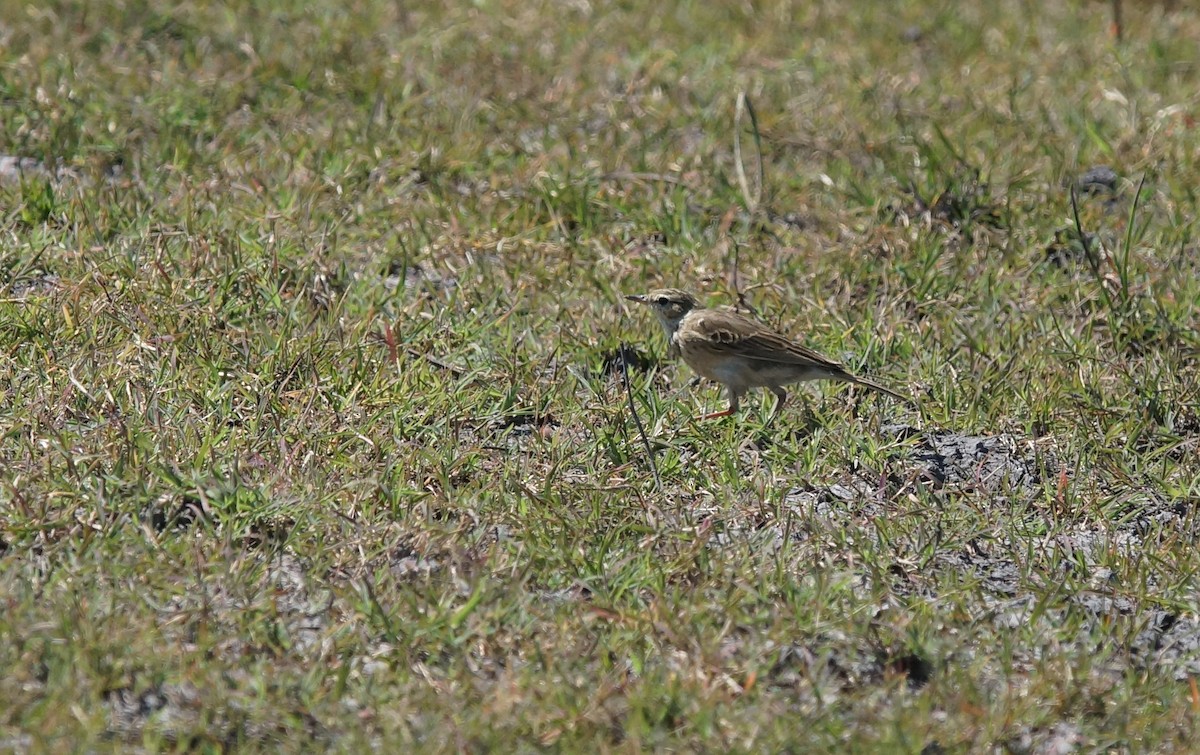 Woodland Pipit - ML641972235
