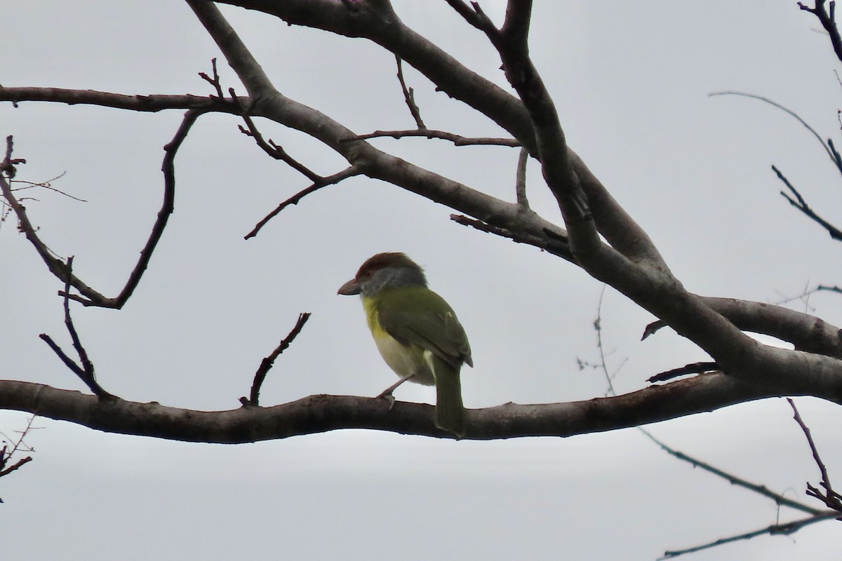 Rufous-browed Peppershrike - ML641972240