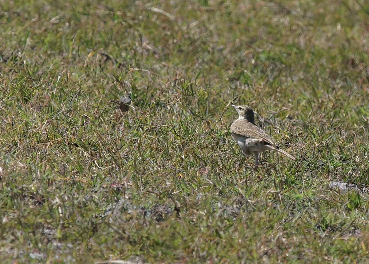 Woodland Pipit - ML641972246