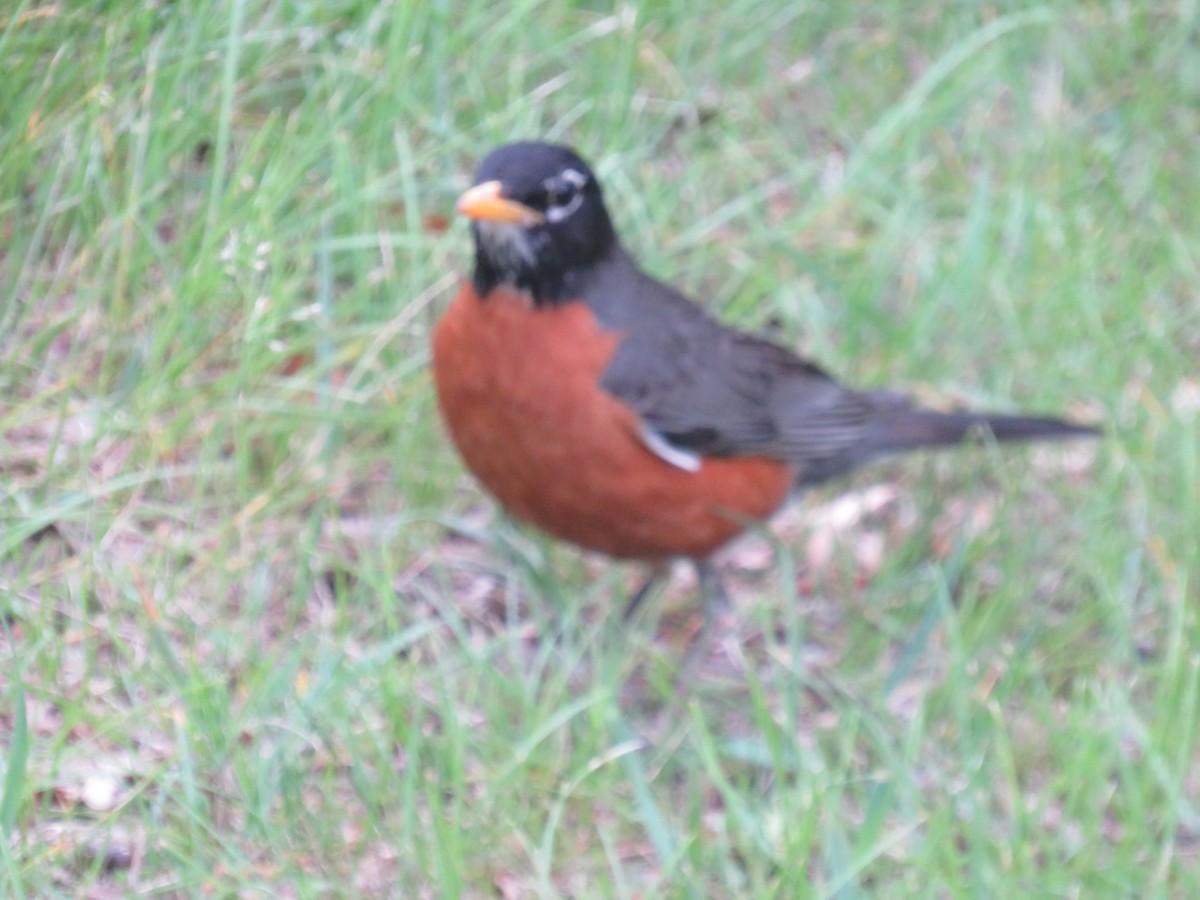 American Robin - ML641972248