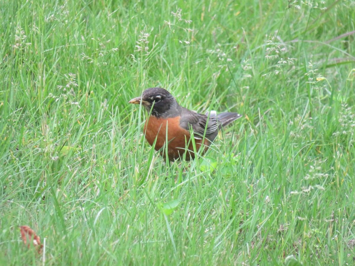 American Robin - ML641972249