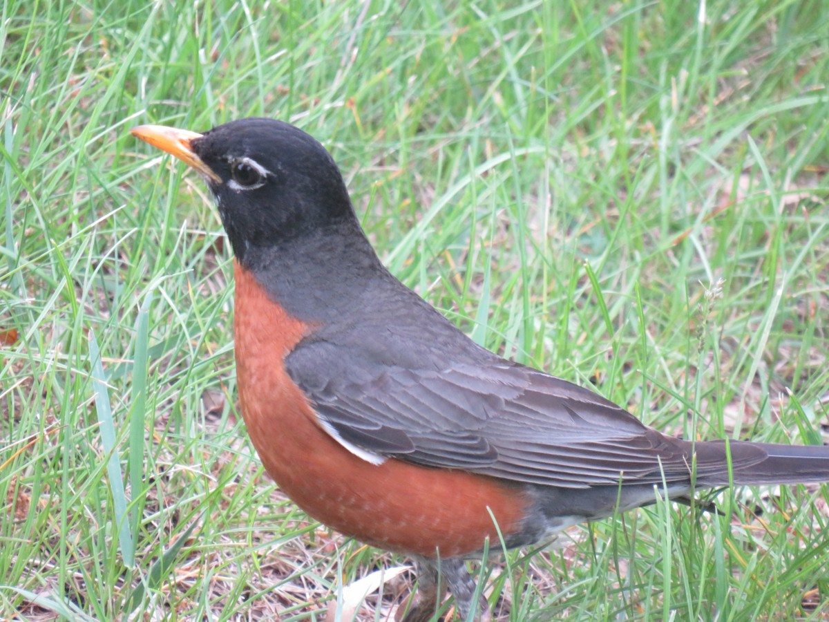 American Robin - ML641972250