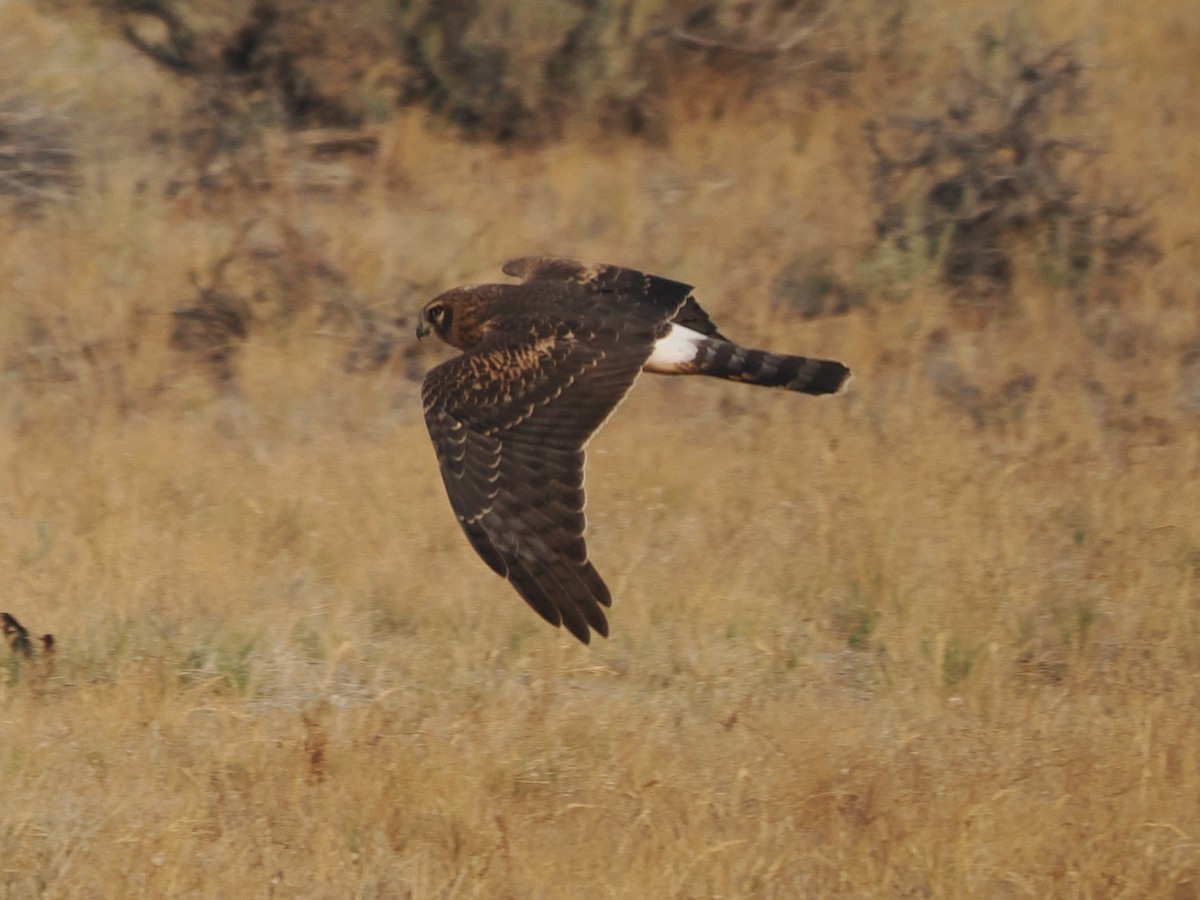 Northern Harrier - ML641972264