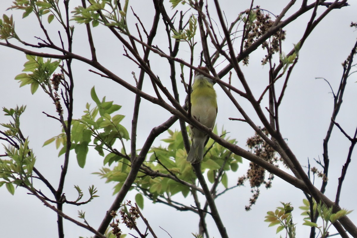 Rufous-browed Peppershrike - ML641972267