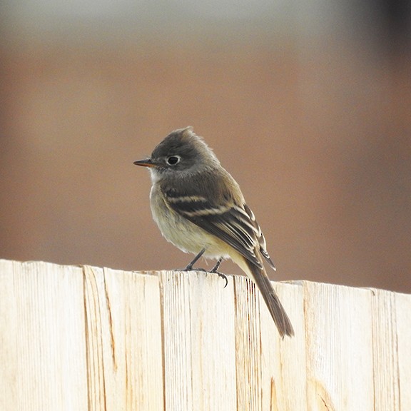 Dusky Flycatcher - ML641972278