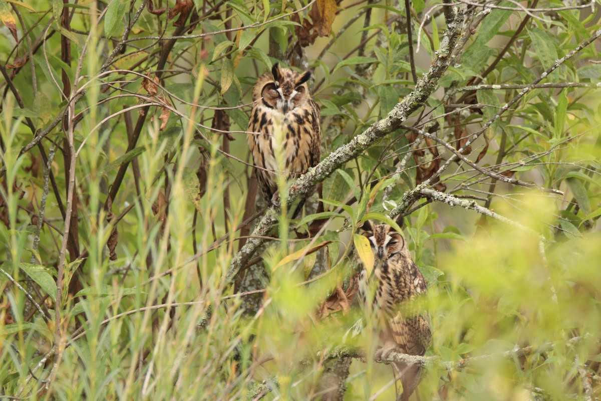 Striped Owl - ML641972279