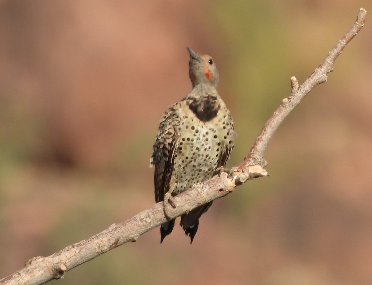 Gilded Flicker - ML641972286
