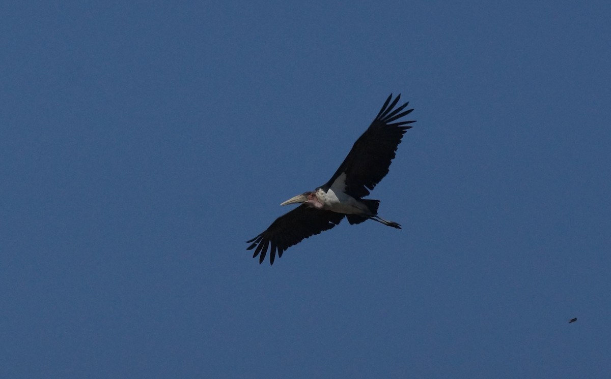 Marabou Stork - ML641972287