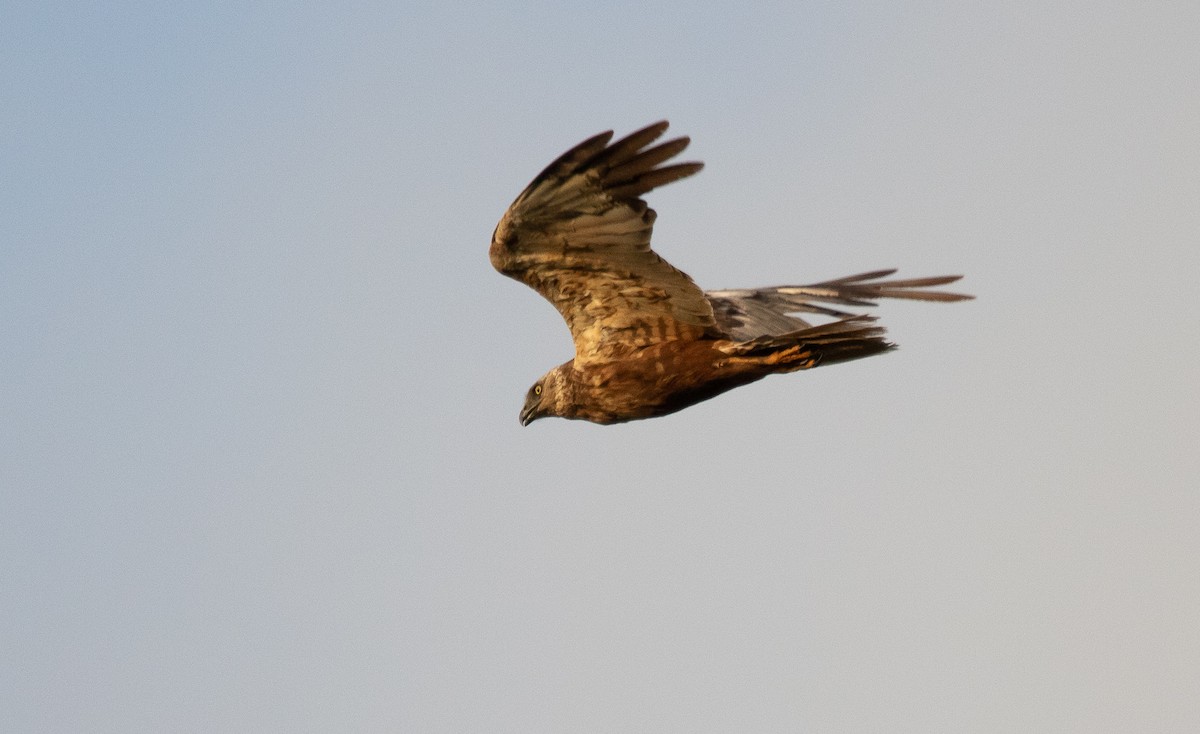 Western Marsh Harrier - ML641972301