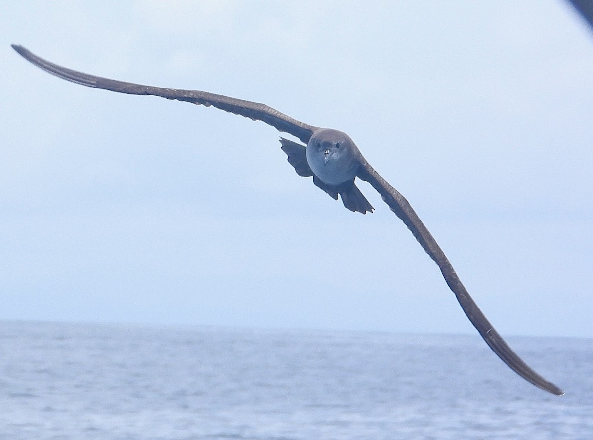 Wedge-tailed Shearwater - ML641972320