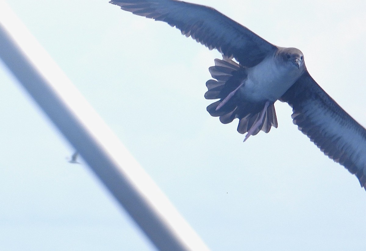 Wedge-tailed Shearwater - ML641972321