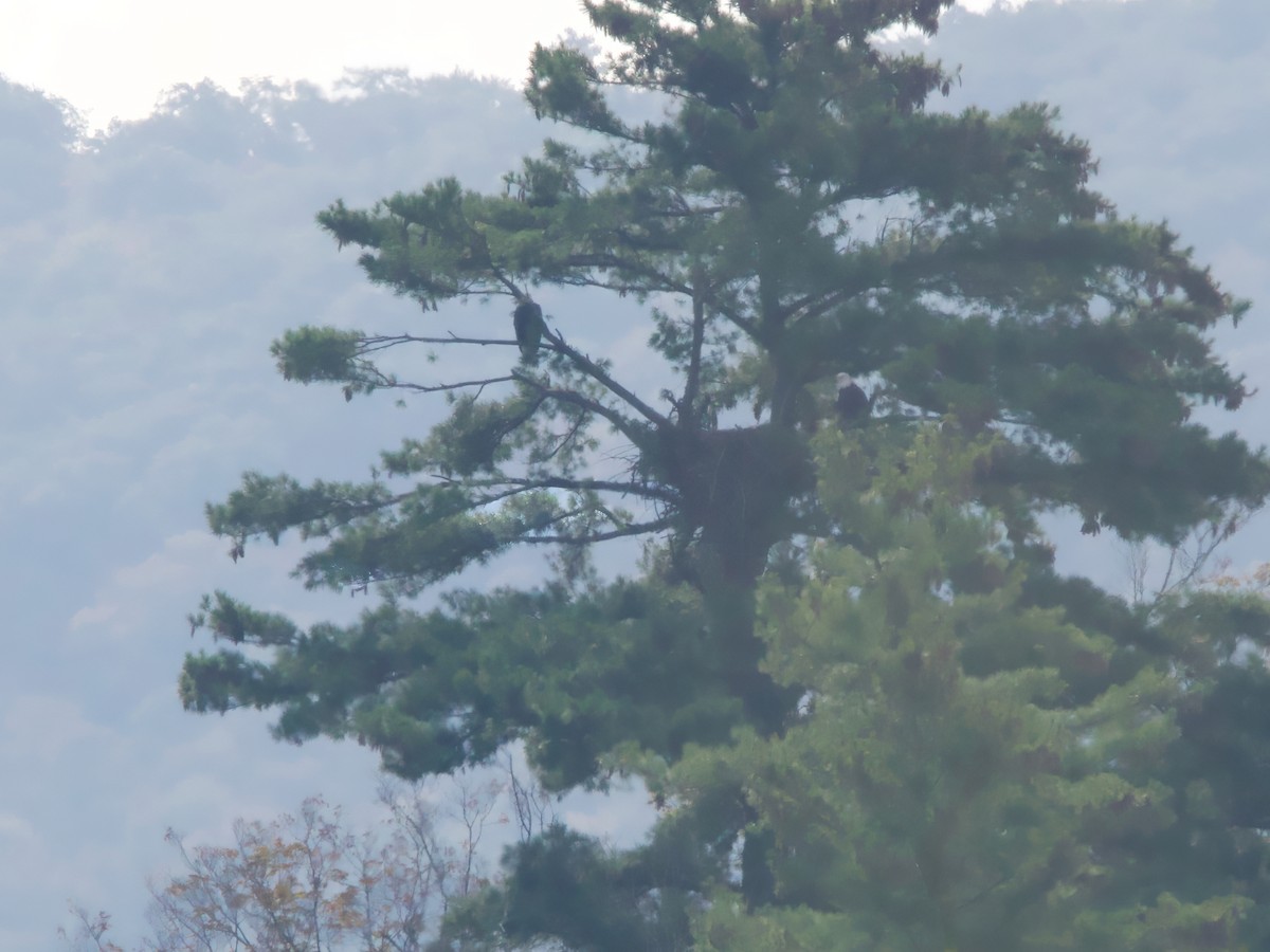 Bald Eagle - ML641972322