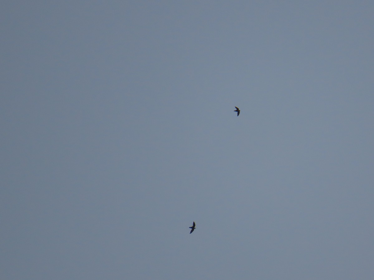 White-collared Swift - ML641972323