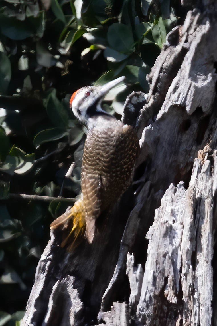 Bearded Woodpecker - ML641972330