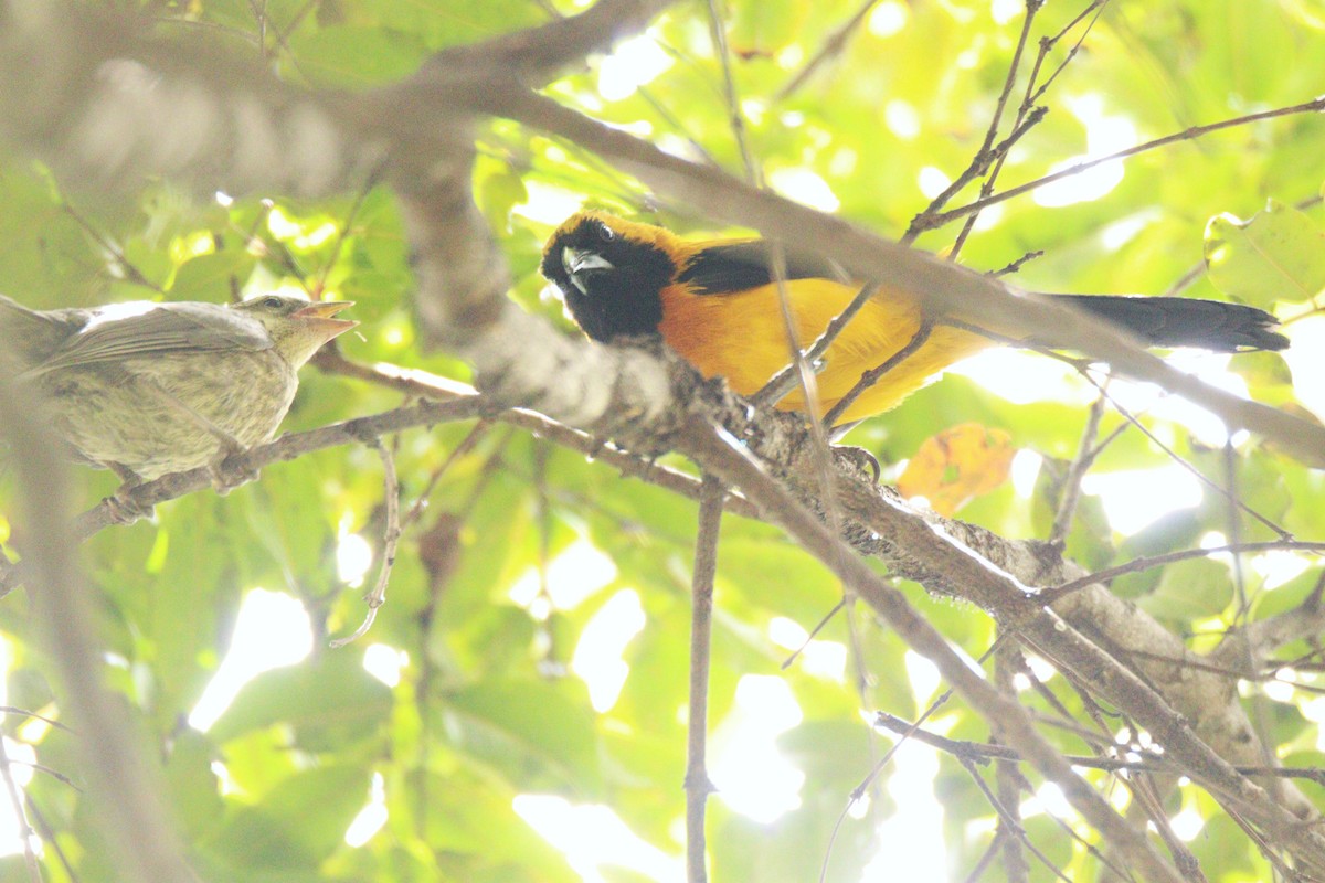 Turpial Dorsidorado - ML641972332