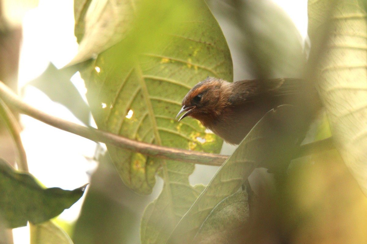 Rufous-browed Conebill - ML641972347
