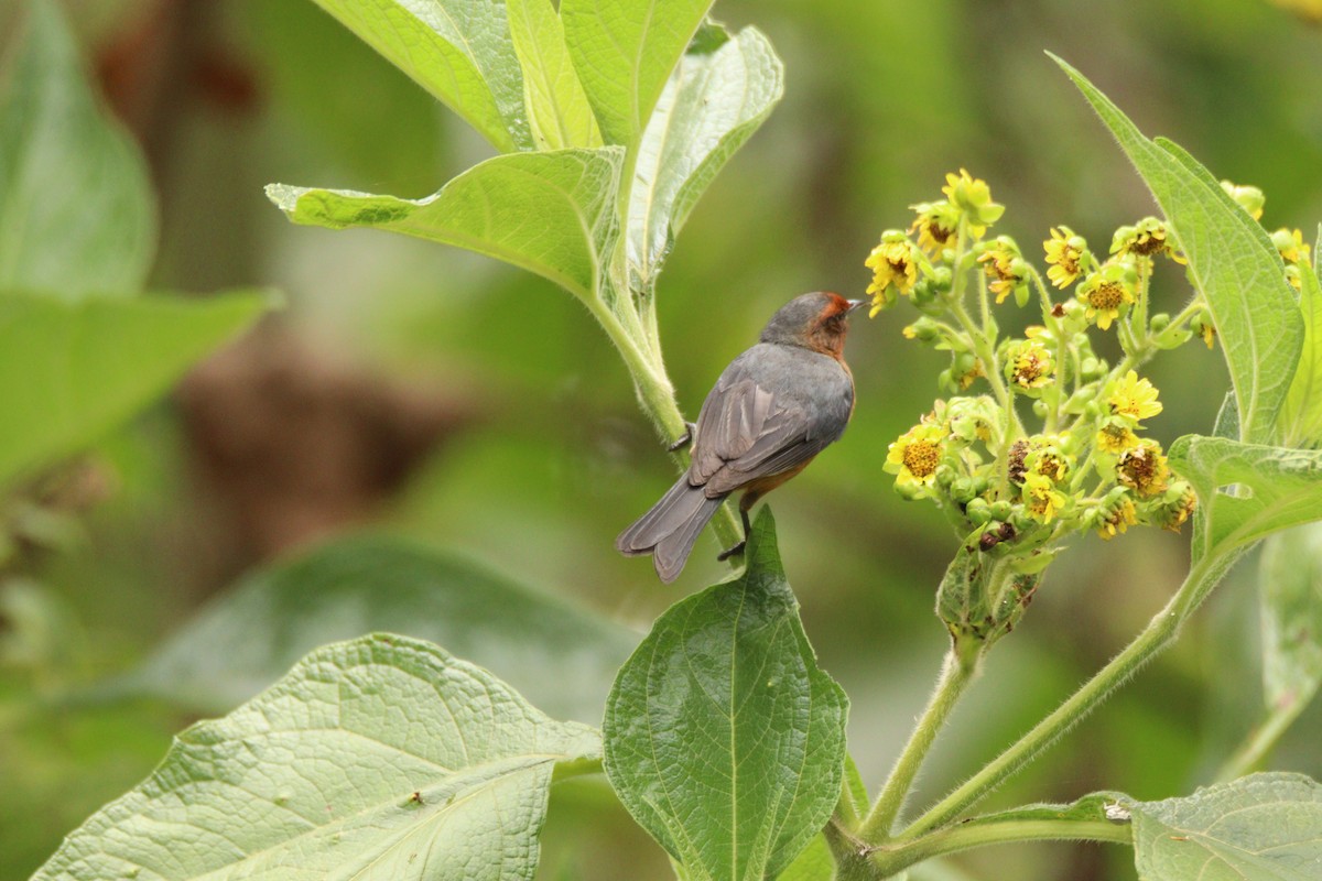 Rufous-browed Conebill - ML641972348