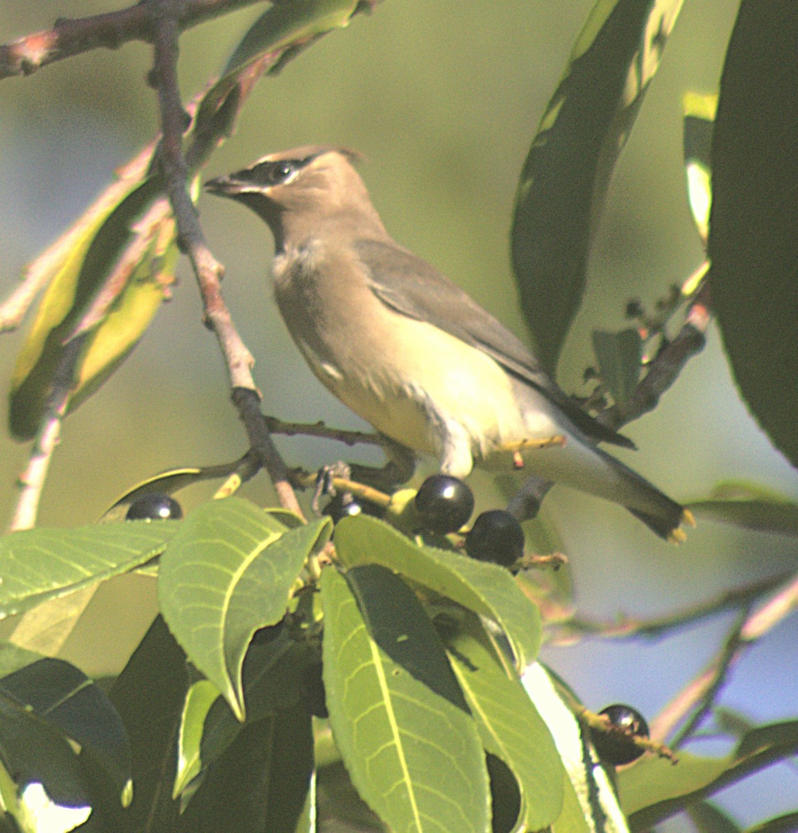 Cedar Waxwing - ML641972353