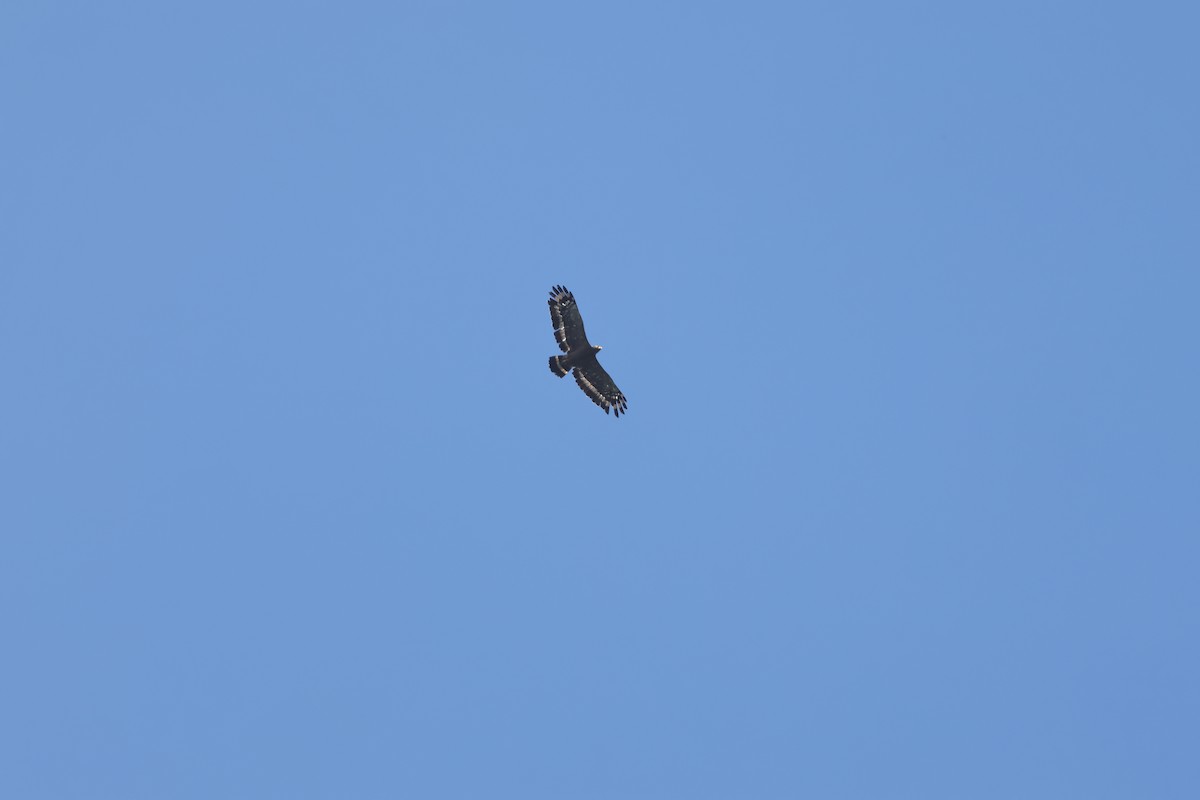 Haubenschlangenadler [cheela-Gruppe] - ML641972374