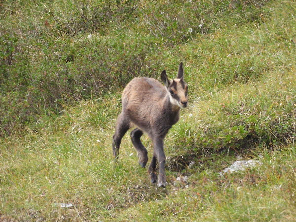 Northern Chamois - ML641972378