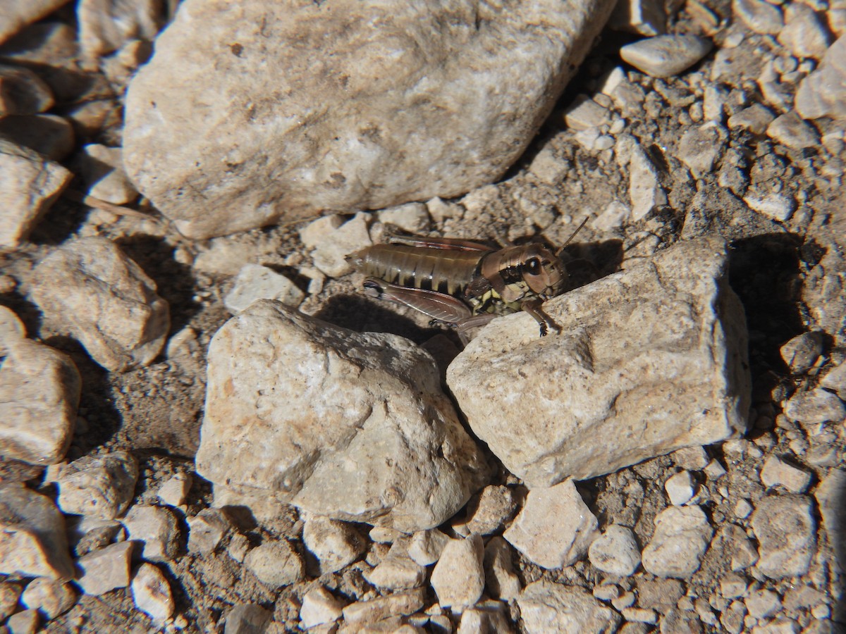 Common Mountain Grasshopper - ML641972380
