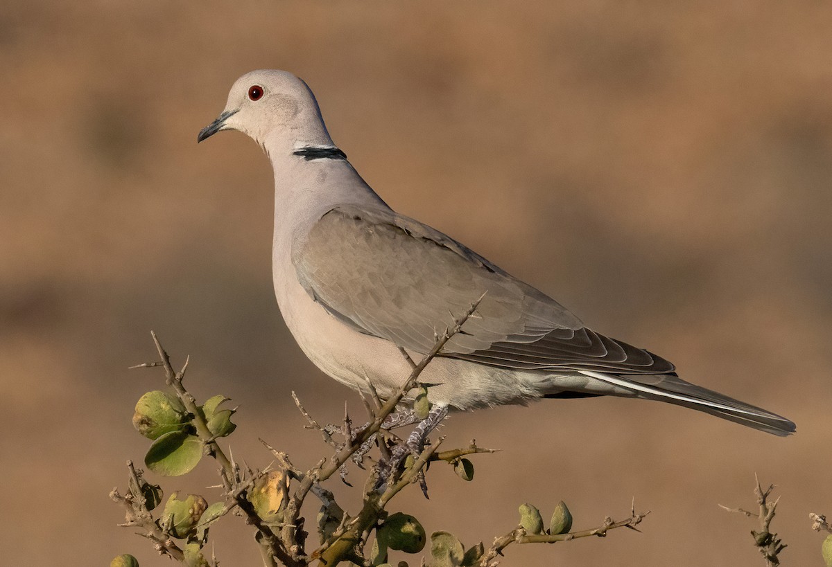 African Collared-Dove - ML641972381