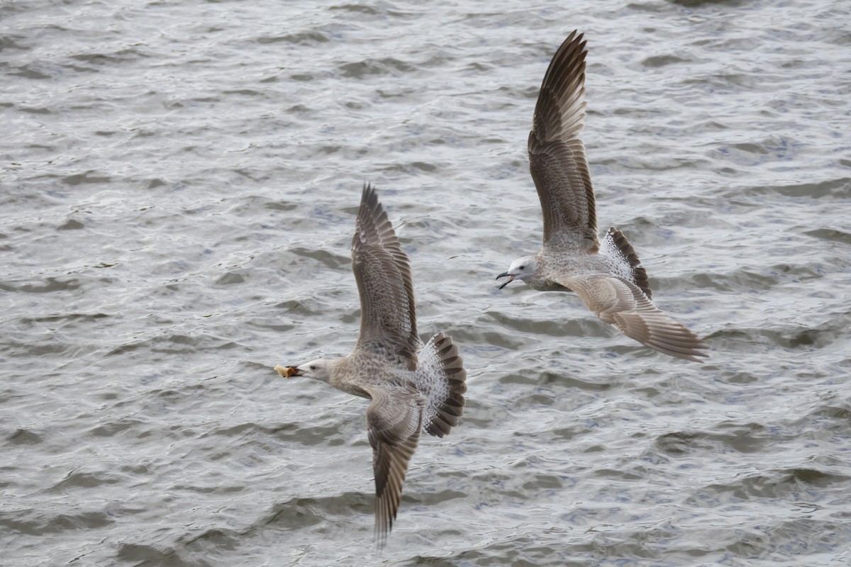 Caspian Gull - ML641972392