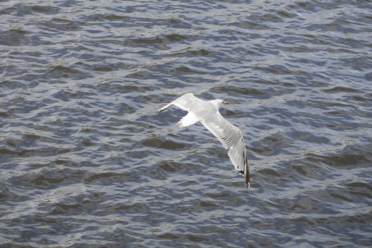 Caspian Gull - ML641972396