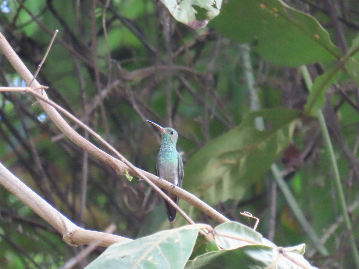 Rufous-tailed Hummingbird - ML641972405