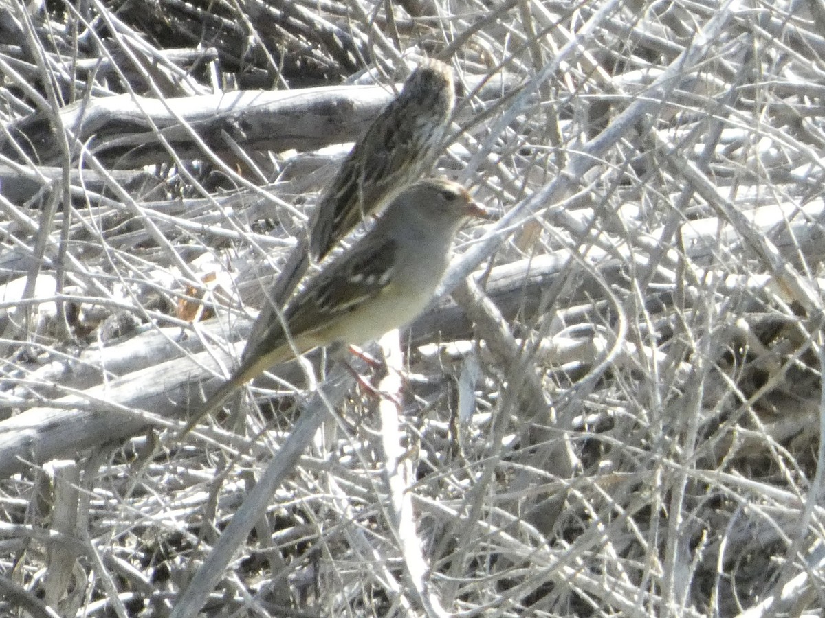 White-crowned Sparrow - ML641972406