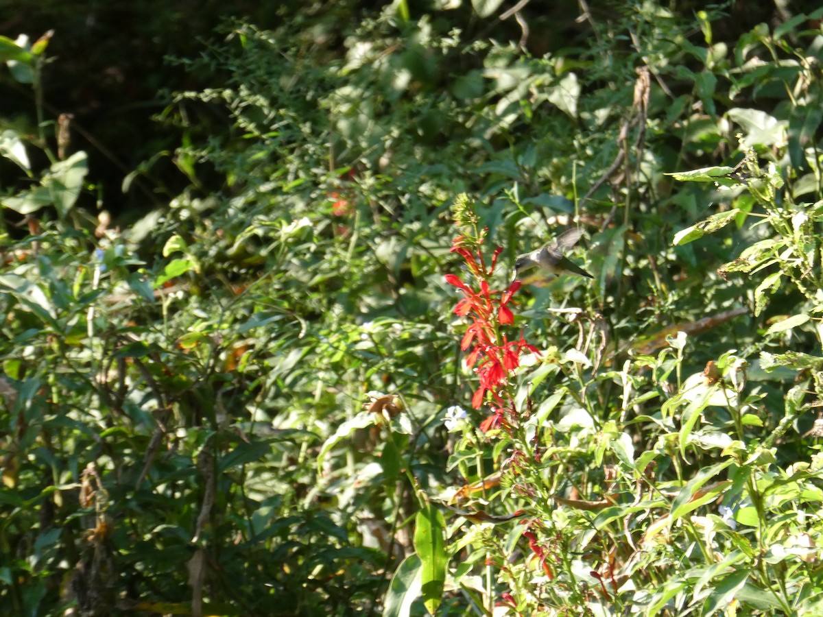 Ruby-throated Hummingbird - ML641972409