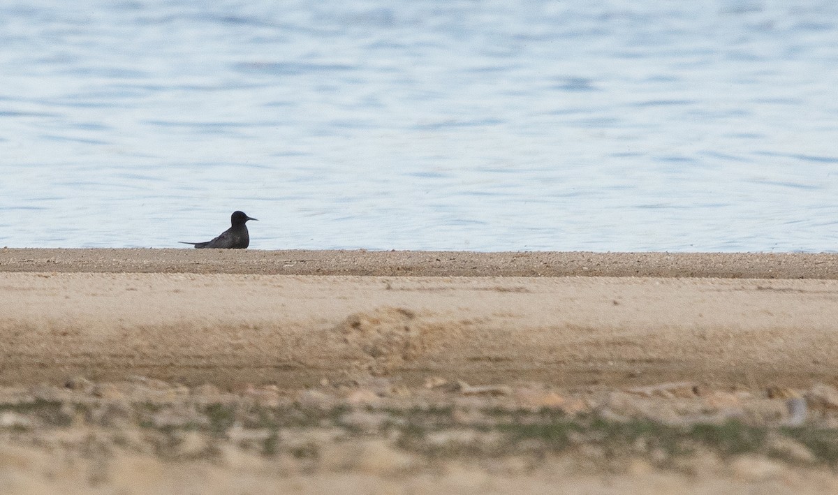 Black Tern - ML641972410