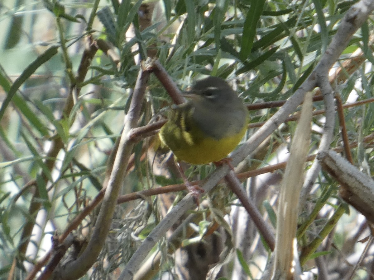 MacGillivray's Warbler - ML641972413