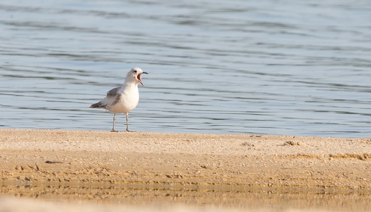 Common Gull - ML641972414