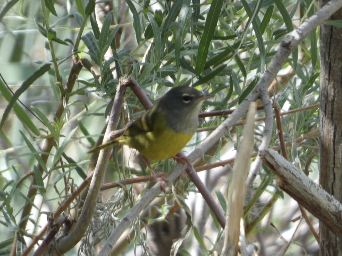 MacGillivray's Warbler - ML641972415