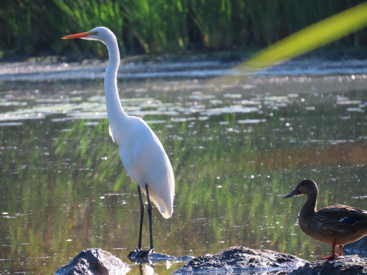 Great Egret - ML641972424