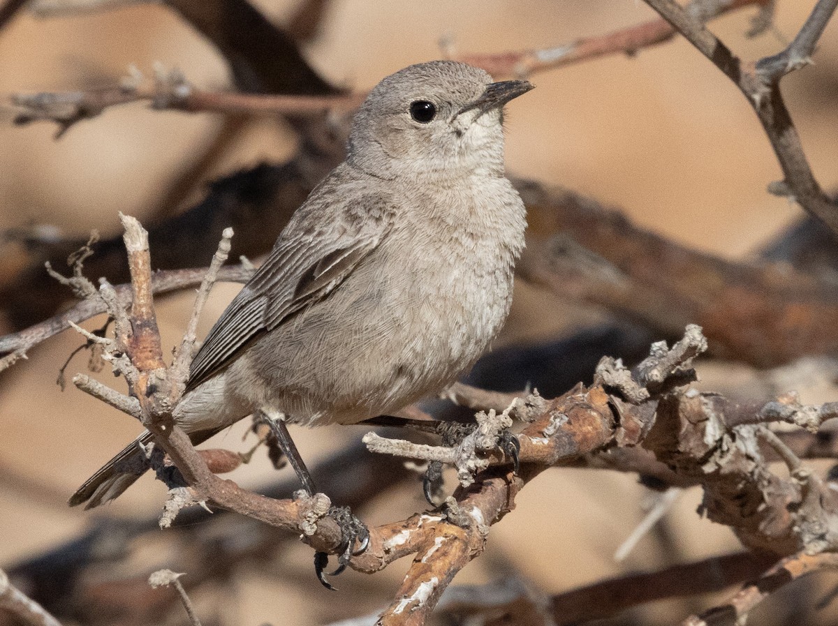 Brown-tailed Chat - ML641972426