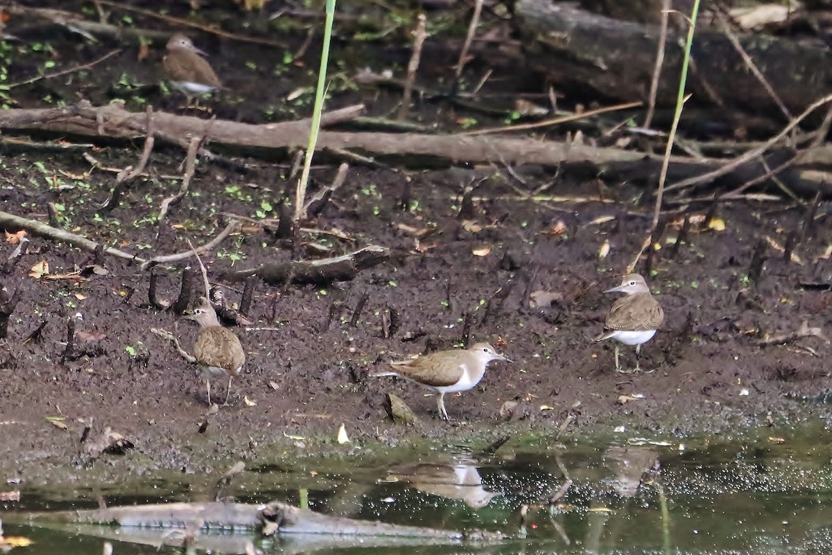 Common Sandpiper - ML641972427