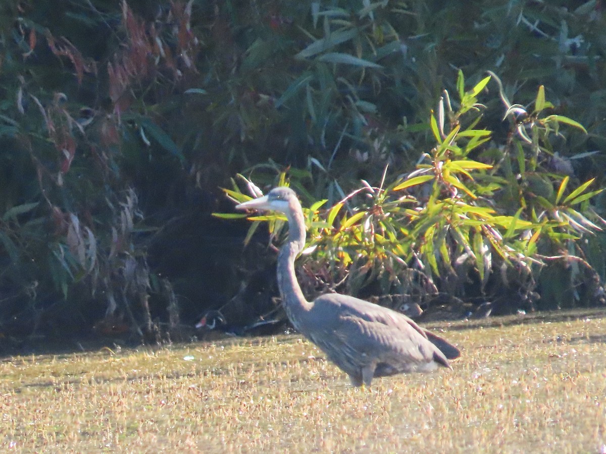 Great Blue Heron - ML641972432