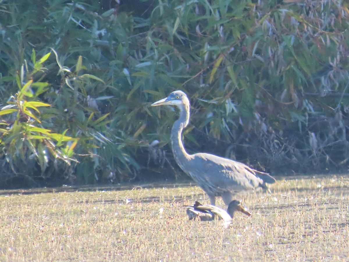Great Blue Heron - ML641972433