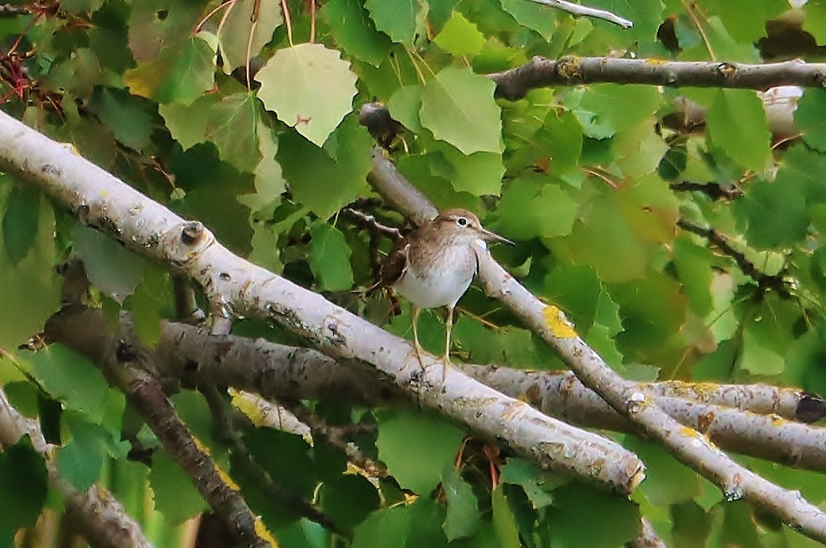 Common Sandpiper - ML641972434