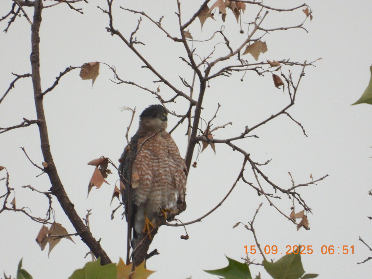 Cooper's Hawk - ML641972435