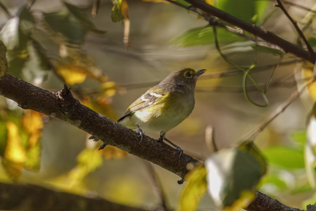 White-eyed Vireo - ML641972441