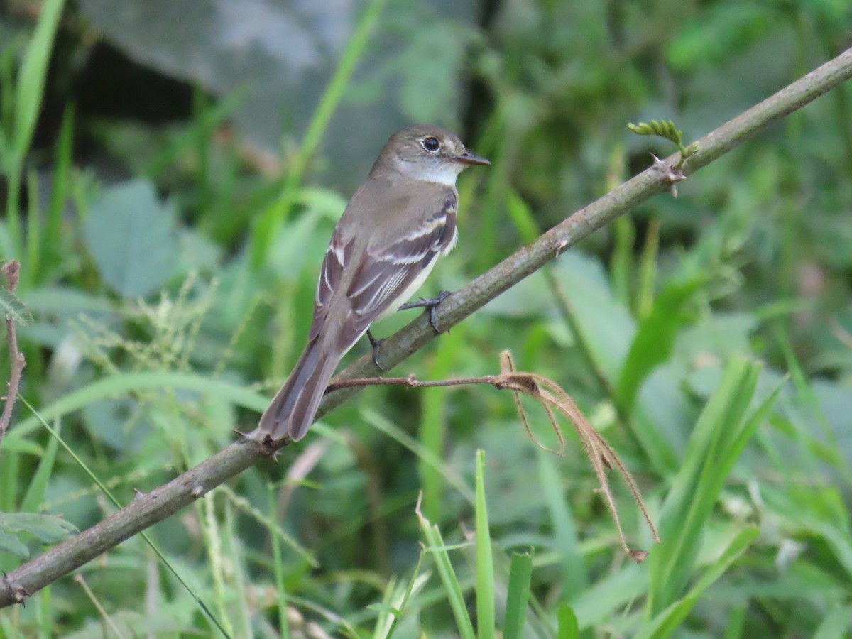 Alder Flycatcher - ML641972442