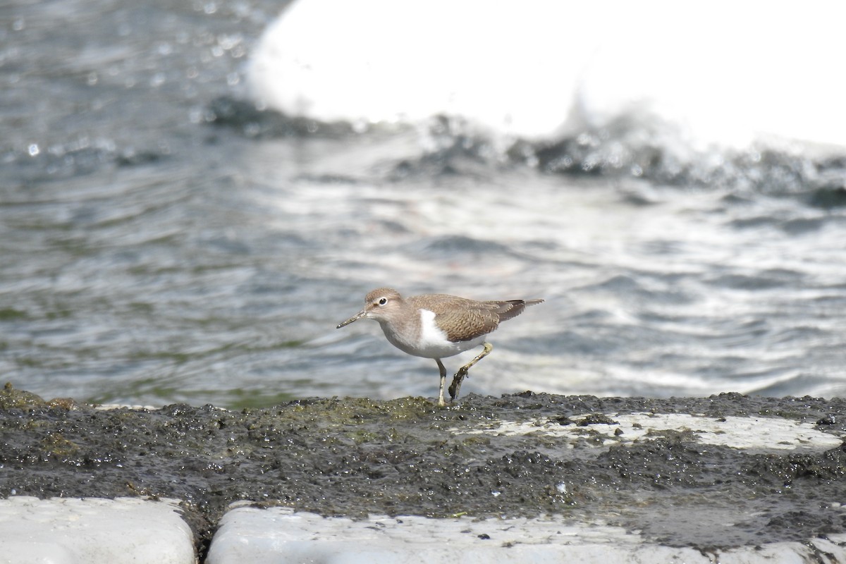 Common Sandpiper - ML641972448